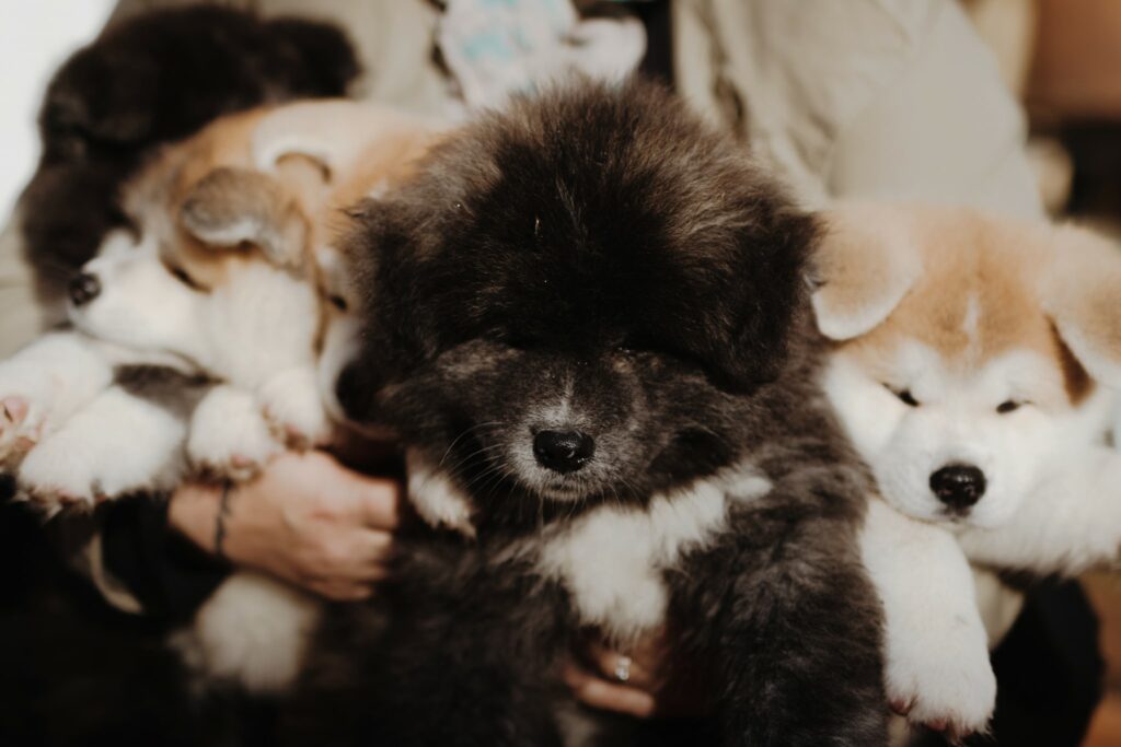 quatre chiots akita inu dans les bras