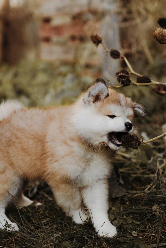 Un chiot Akita inu qui se balade dans la forêt