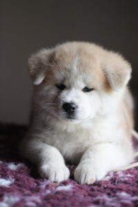 Ukan chiot akita inu roux