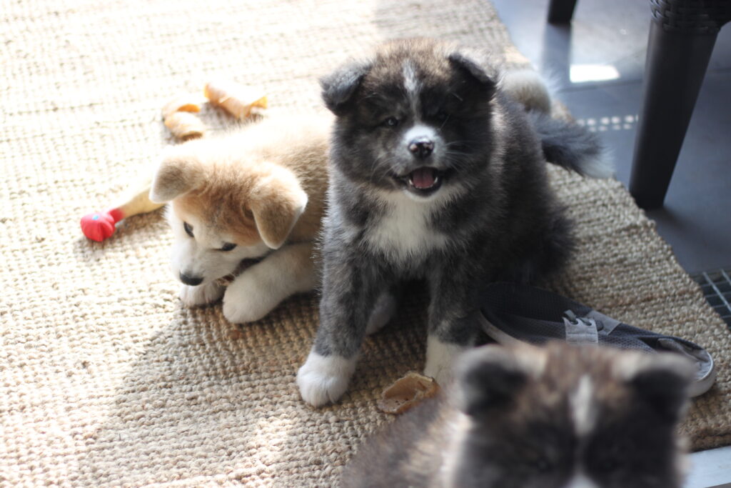 Trois petits chiots Akita inu qui se reposent