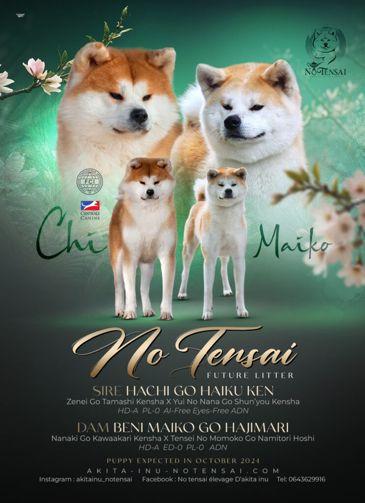 Bannière verte qui annonce le mariage entre Chi et Maiko