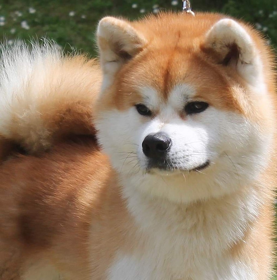 Gros plan d'un akita inu roux mâle du nom de R'Tozan go of Kamino Ken