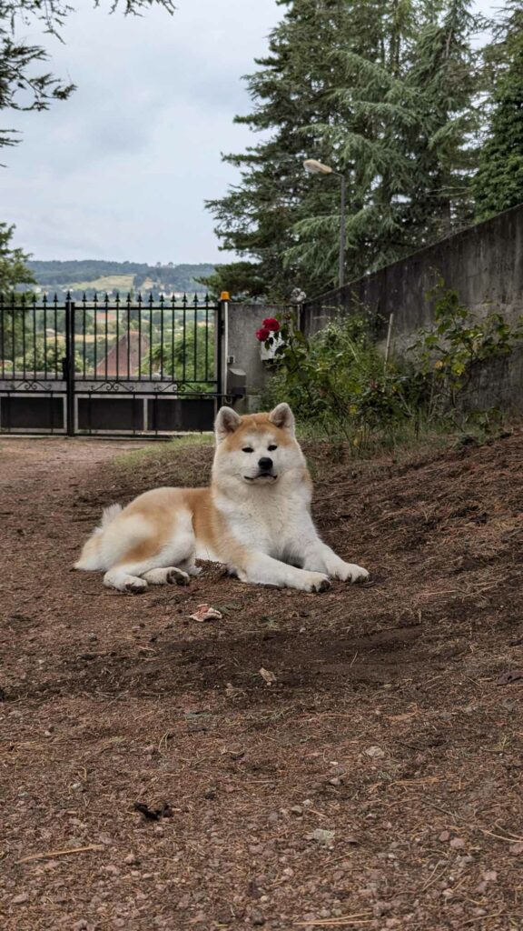 Ukan akita inu mâle roux