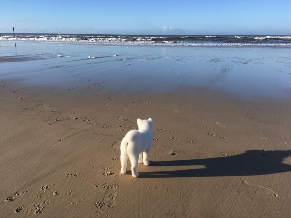 Ninsei l'akita inu blanc chiot sur la plage