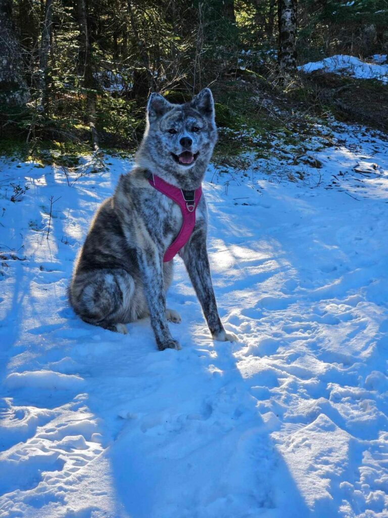 Akita Inu bringé dans la neige