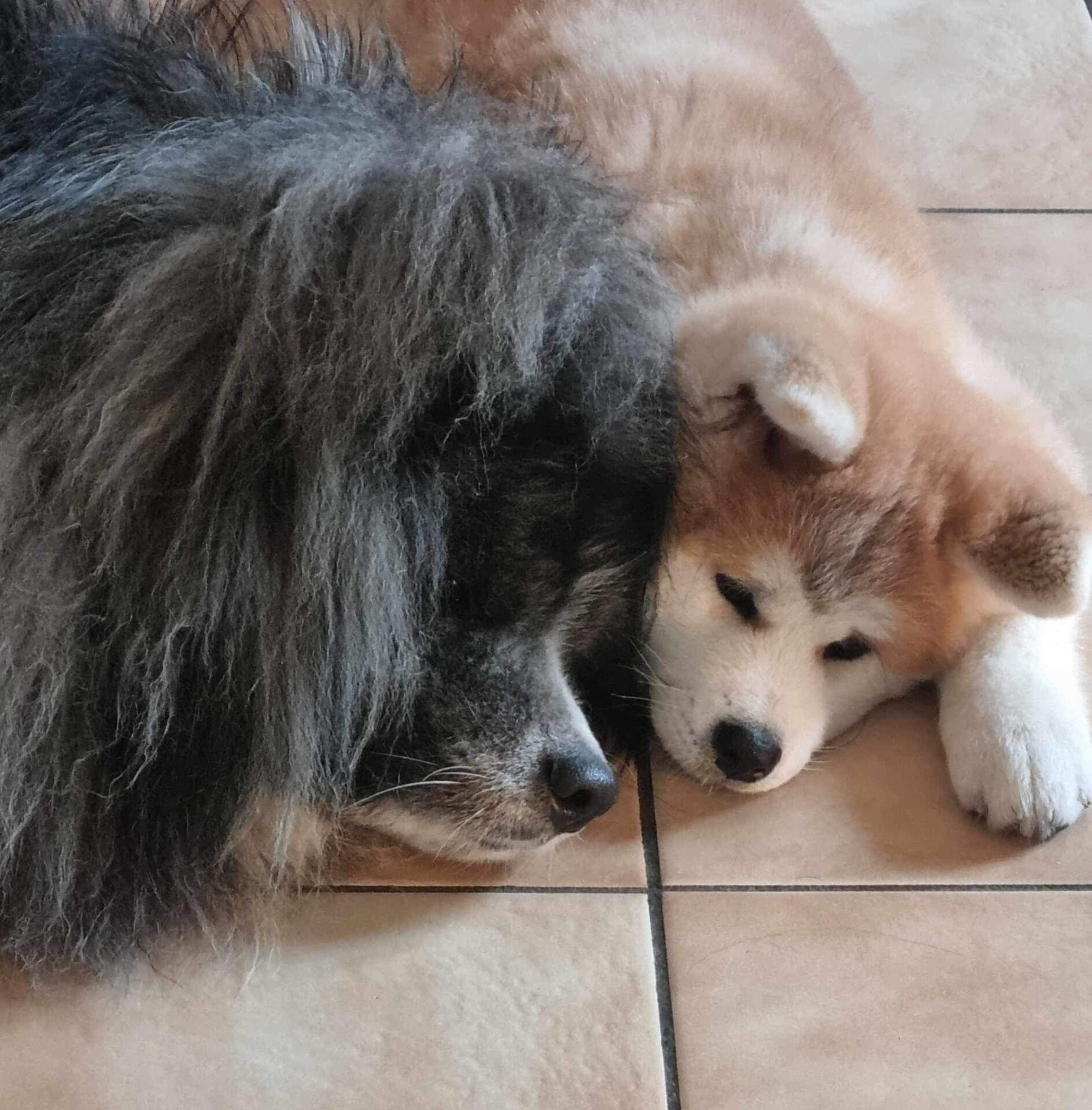 Deux akita inu sur le carrelage