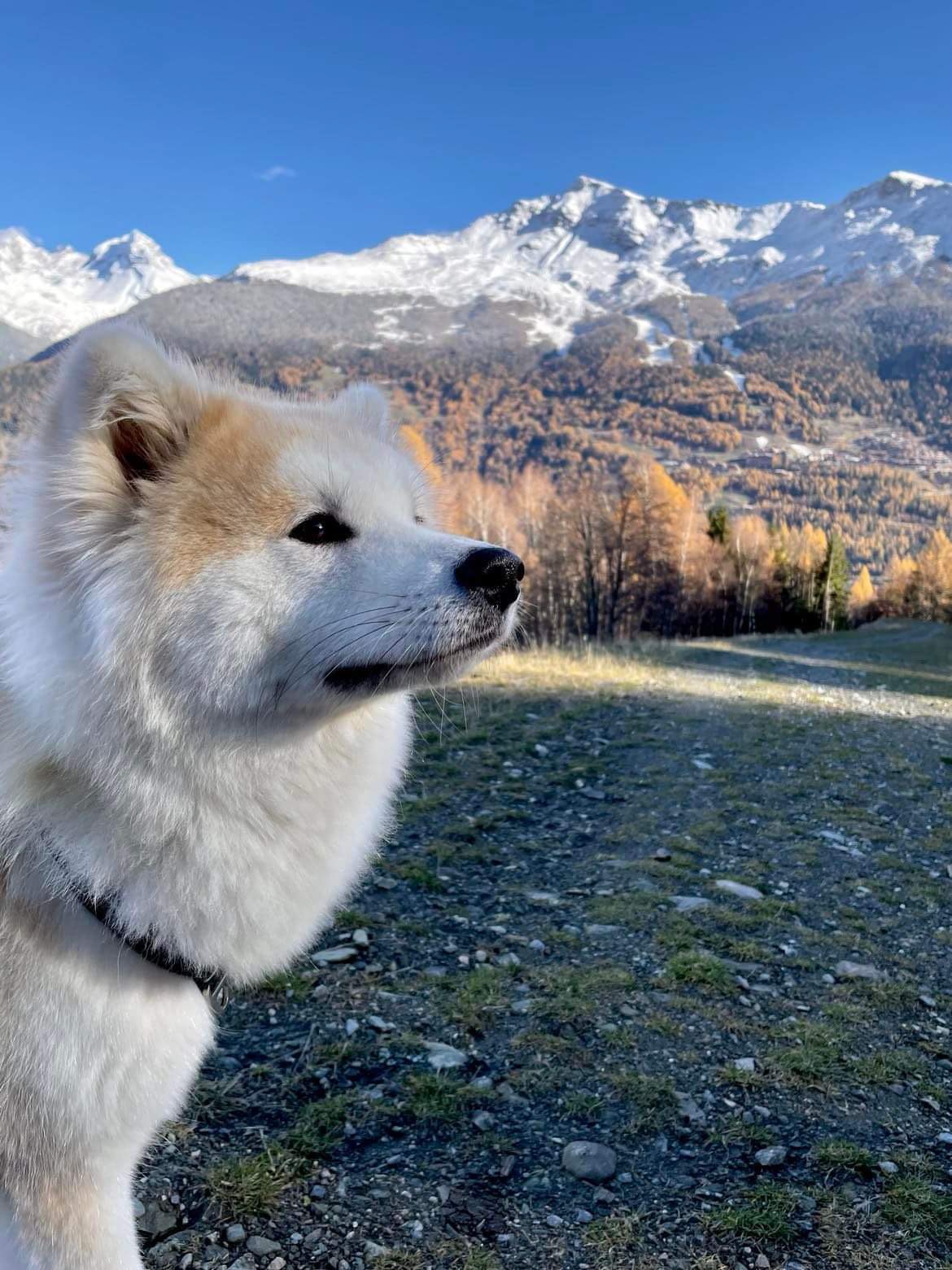 Akita inu roux à la montagne