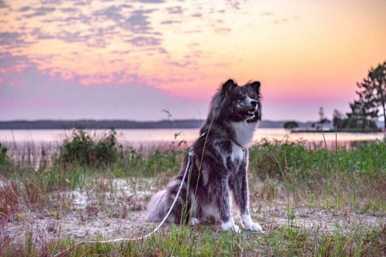 Akita inu bringé poil long devant un couché de soleil