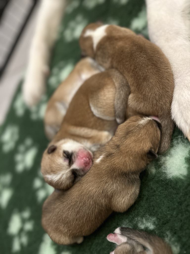 Les bébés sont là !