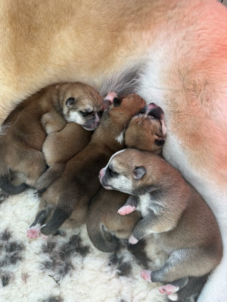 Les bébés 2025 sont là !