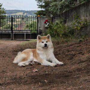 Ukan akita inu mâle roux